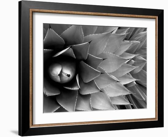 Pattern in Agave Cactus-Adam Jones-Framed Photographic Print