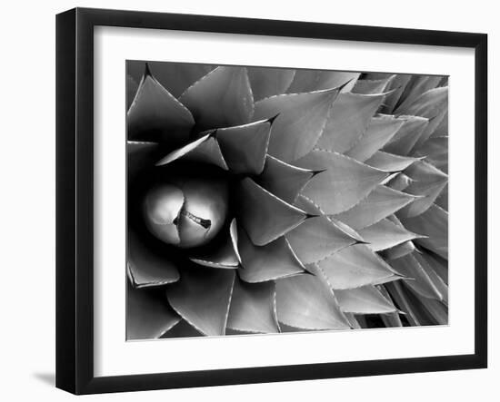 Pattern in Agave Cactus-Adam Jones-Framed Photographic Print