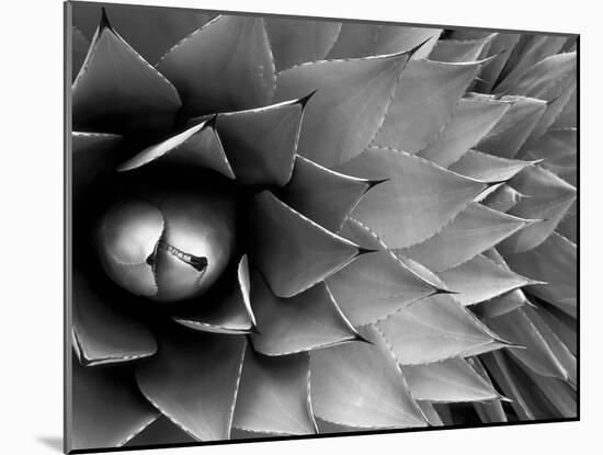 Pattern in Agave Cactus-Adam Jones-Mounted Photographic Print