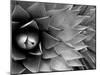 Pattern in Agave Cactus-Adam Jones-Mounted Photographic Print