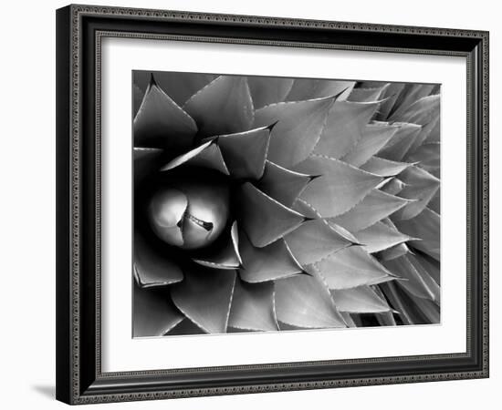 Pattern in Agave Cactus-Adam Jones-Framed Photographic Print