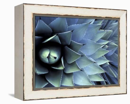 Pattern in Agave Cactus-Adam Jones-Framed Premier Image Canvas