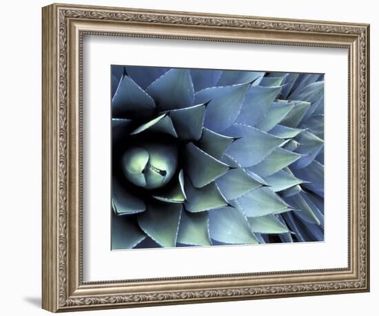 Pattern in Agave Cactus-Adam Jones-Framed Photographic Print