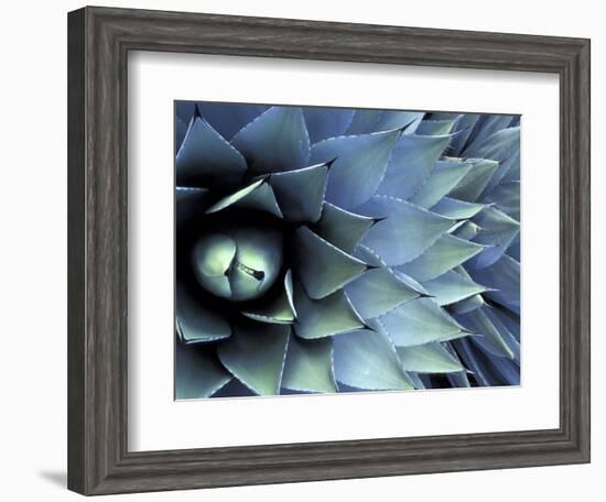 Pattern in Agave Cactus-Adam Jones-Framed Photographic Print