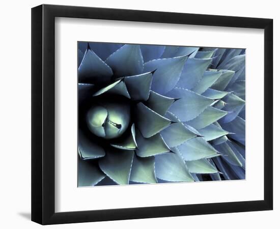 Pattern in Agave Cactus-Adam Jones-Framed Photographic Print