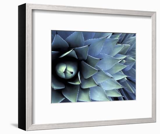 Pattern in Agave Cactus-Adam Jones-Framed Photographic Print