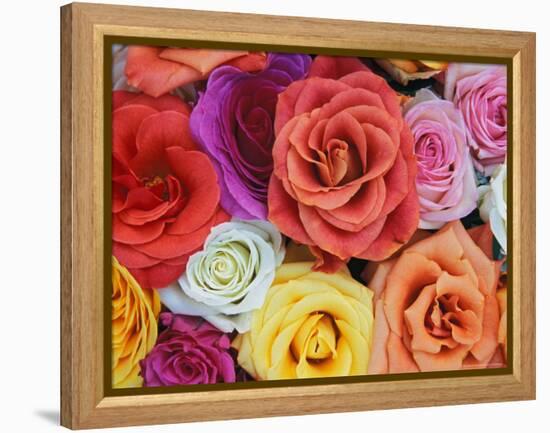 Pattern in Basket of Roses, Louisville, Kentucky, USA-Adam Jones-Framed Premier Image Canvas