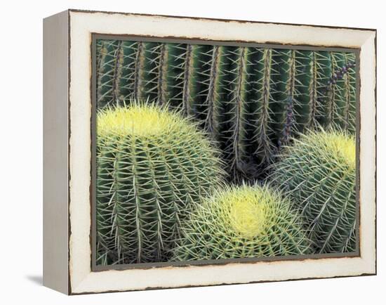 Pattern in Cactus-Adam Jones-Framed Premier Image Canvas