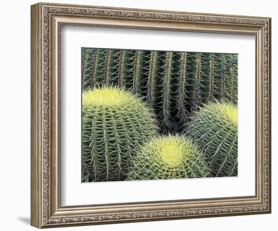 Pattern in Cactus-Adam Jones-Framed Photographic Print