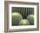 Pattern in Cactus-Adam Jones-Framed Photographic Print