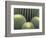 Pattern in Cactus-Adam Jones-Framed Photographic Print