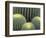 Pattern in Cactus-Adam Jones-Framed Photographic Print