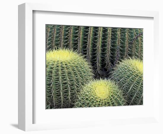 Pattern in Cactus-Adam Jones-Framed Photographic Print