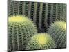 Pattern in Cactus-Adam Jones-Mounted Photographic Print