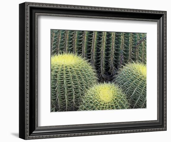 Pattern in Cactus-Adam Jones-Framed Photographic Print