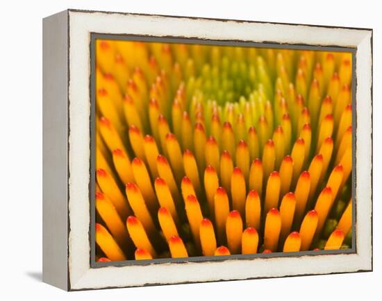 Pattern in Coneflower-Adam Jones-Framed Premier Image Canvas