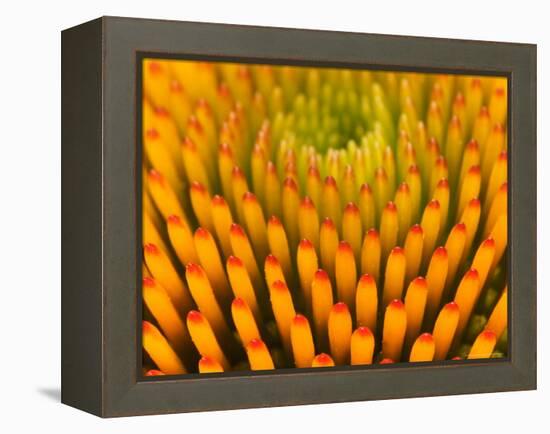 Pattern in Coneflower-Adam Jones-Framed Premier Image Canvas