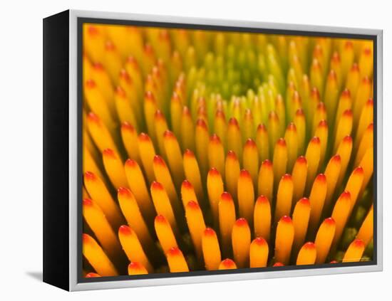 Pattern in Coneflower-Adam Jones-Framed Premier Image Canvas