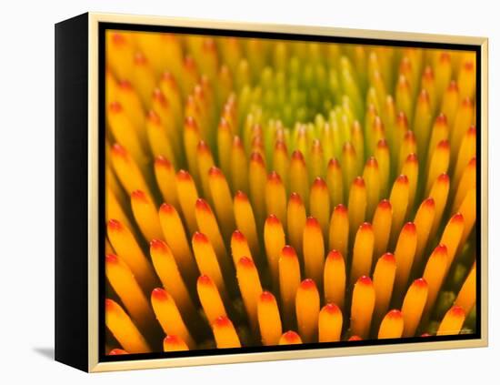 Pattern in Coneflower-Adam Jones-Framed Premier Image Canvas