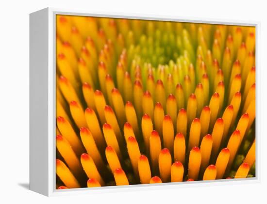 Pattern in Coneflower-Adam Jones-Framed Premier Image Canvas