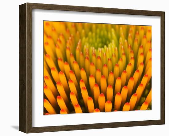 Pattern in Coneflower-Adam Jones-Framed Photographic Print