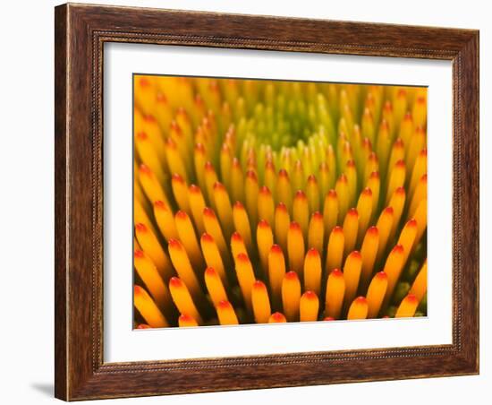 Pattern in Coneflower-Adam Jones-Framed Photographic Print