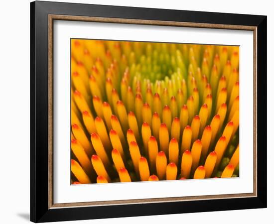 Pattern in Coneflower-Adam Jones-Framed Photographic Print