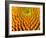 Pattern in Coneflower-Adam Jones-Framed Photographic Print