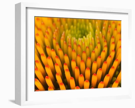 Pattern in Coneflower-Adam Jones-Framed Photographic Print