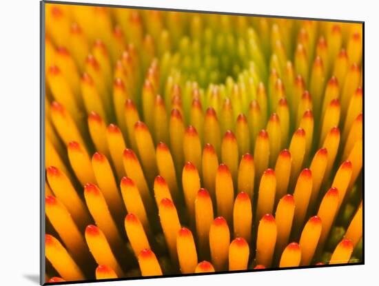 Pattern in Coneflower-Adam Jones-Mounted Photographic Print