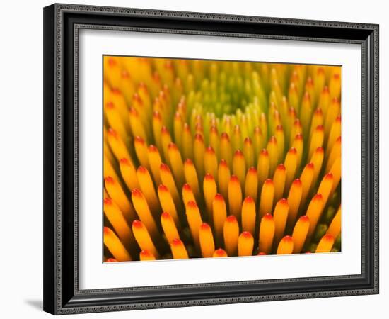 Pattern in Coneflower-Adam Jones-Framed Photographic Print