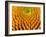 Pattern in Coneflower-Adam Jones-Framed Photographic Print