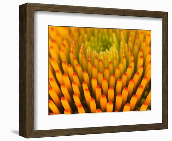 Pattern in Coneflower-Adam Jones-Framed Photographic Print