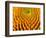 Pattern in Coneflower-Adam Jones-Framed Photographic Print