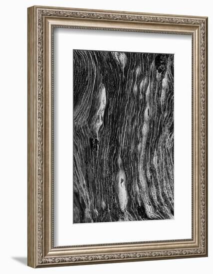 Pattern in dead tree, San Cristobal Island, Galapagos Islands, Ecuador.-Adam Jones-Framed Photographic Print