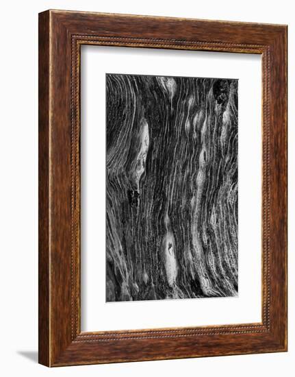 Pattern in dead tree, San Cristobal Island, Galapagos Islands, Ecuador.-Adam Jones-Framed Photographic Print