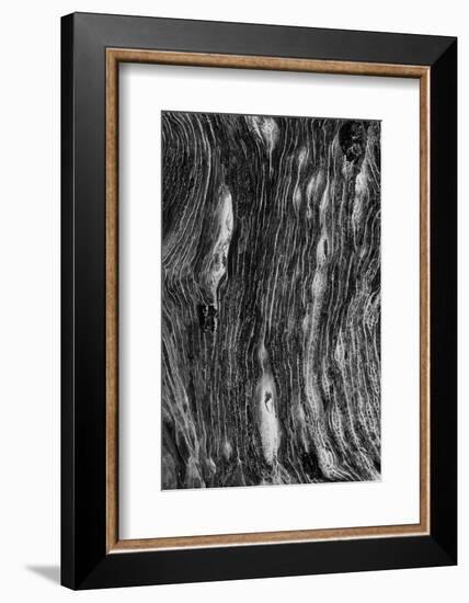 Pattern in dead tree, San Cristobal Island, Galapagos Islands, Ecuador.-Adam Jones-Framed Photographic Print