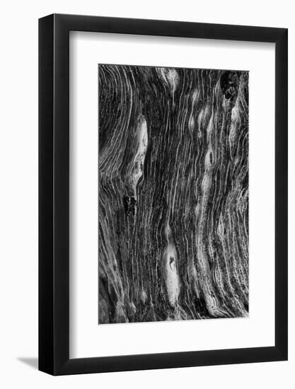 Pattern in dead tree, San Cristobal Island, Galapagos Islands, Ecuador.-Adam Jones-Framed Photographic Print