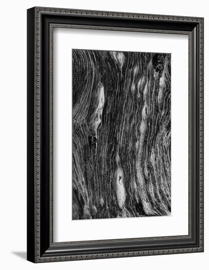 Pattern in dead tree, San Cristobal Island, Galapagos Islands, Ecuador.-Adam Jones-Framed Photographic Print