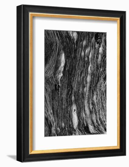 Pattern in dead tree, San Cristobal Island, Galapagos Islands, Ecuador.-Adam Jones-Framed Photographic Print