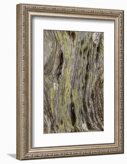 Pattern in dead tree, San Cristobal Island, Galapagos Islands, Ecuador.-Adam Jones-Framed Photographic Print