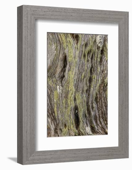 Pattern in dead tree, San Cristobal Island, Galapagos Islands, Ecuador.-Adam Jones-Framed Photographic Print