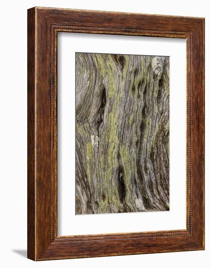 Pattern in dead tree, San Cristobal Island, Galapagos Islands, Ecuador.-Adam Jones-Framed Photographic Print