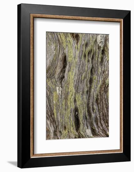 Pattern in dead tree, San Cristobal Island, Galapagos Islands, Ecuador.-Adam Jones-Framed Photographic Print