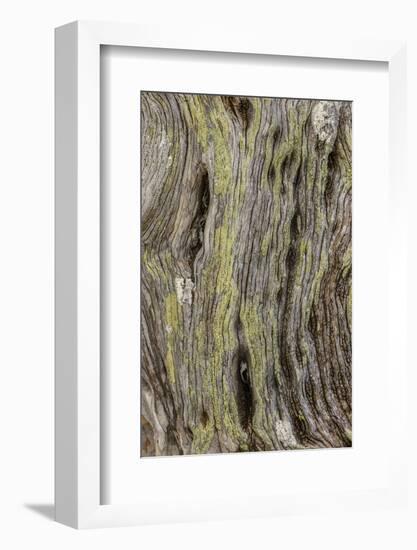 Pattern in dead tree, San Cristobal Island, Galapagos Islands, Ecuador.-Adam Jones-Framed Photographic Print