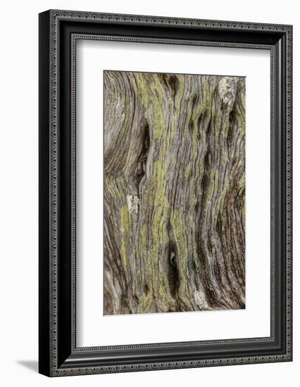 Pattern in dead tree, San Cristobal Island, Galapagos Islands, Ecuador.-Adam Jones-Framed Photographic Print