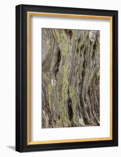 Pattern in dead tree, San Cristobal Island, Galapagos Islands, Ecuador.-Adam Jones-Framed Photographic Print