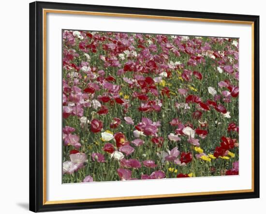 Pattern in Poppies, Kentucky, USA-Adam Jones-Framed Photographic Print