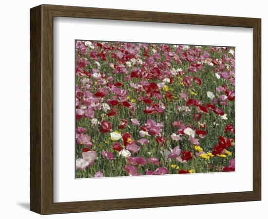 Pattern in Poppies, Kentucky, USA-Adam Jones-Framed Photographic Print