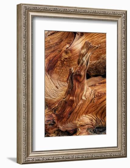 Pattern in wood of Bristlecone pine, White Mountains, Inyo National Forest, California-Adam Jones-Framed Photographic Print